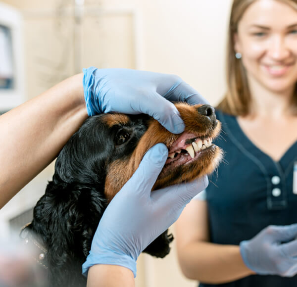 Veterinarian examining dog's teeth with gloved hands, emphasizing pet dental care and training for aspiring practitioners.