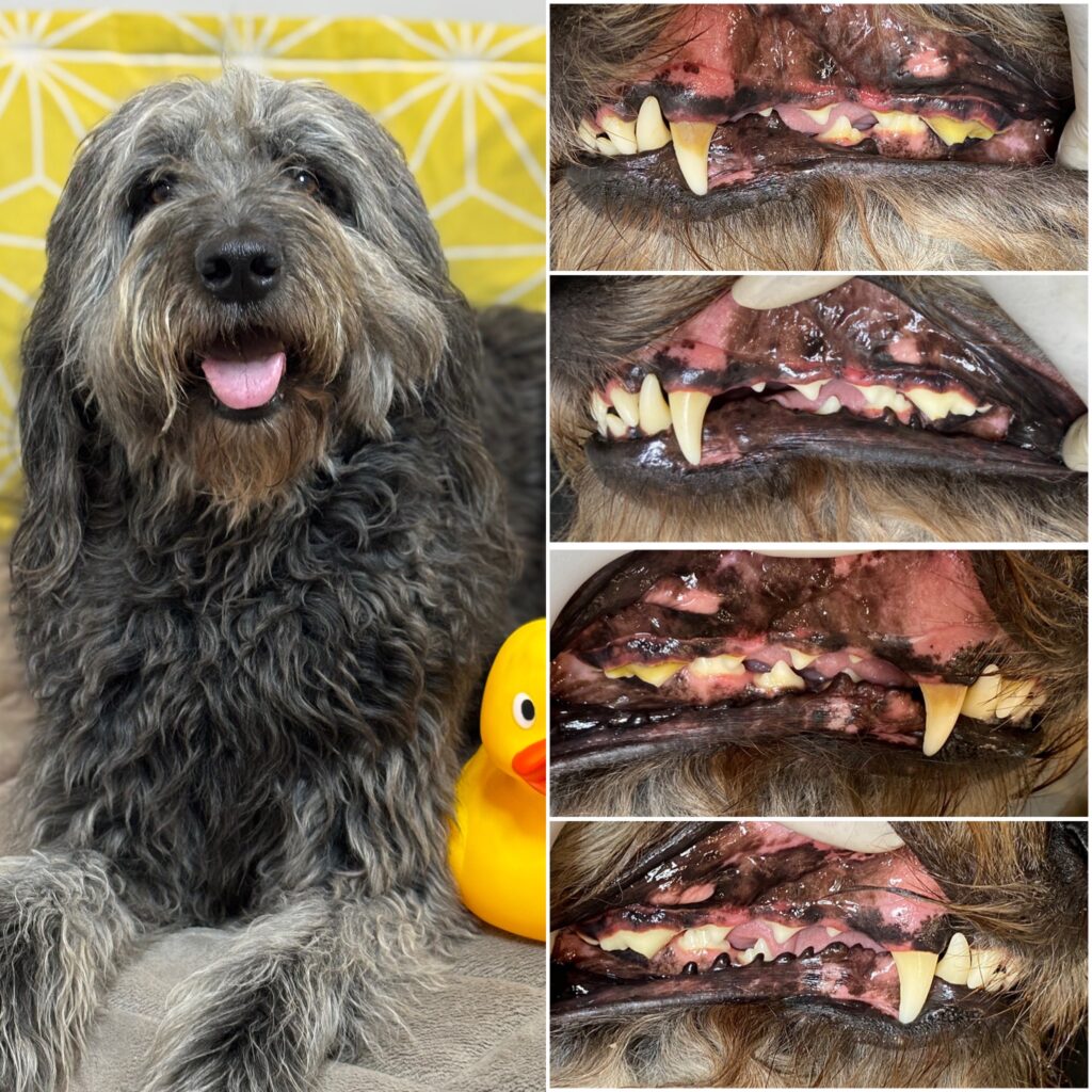 Dog with a happy expression and a rubber duck, alongside close-up images of its teeth before and after all-natural teeth cleaning, showcasing improved dental health and brighter smile.