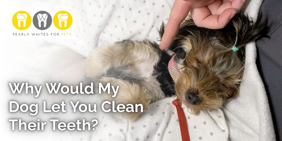 Gentle dog receiving teeth cleaning, relaxed and trusting, highlighting Pearly Whites for Pets' all-natural dental care approach.