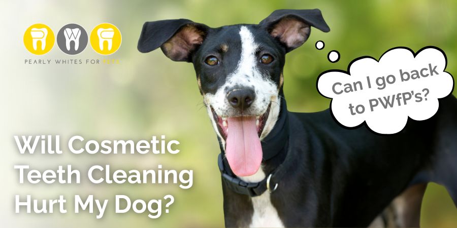 Dog with a happy expression, featuring a tongue out, wearing a collar, with text overlay asking, "Will Cosmetic Teeth Cleaning Hurt My Dog?" and a speech bubble saying, "Can I go back to PWfP's?" representing Pearly Whites for Pets' gentle dental care approach.