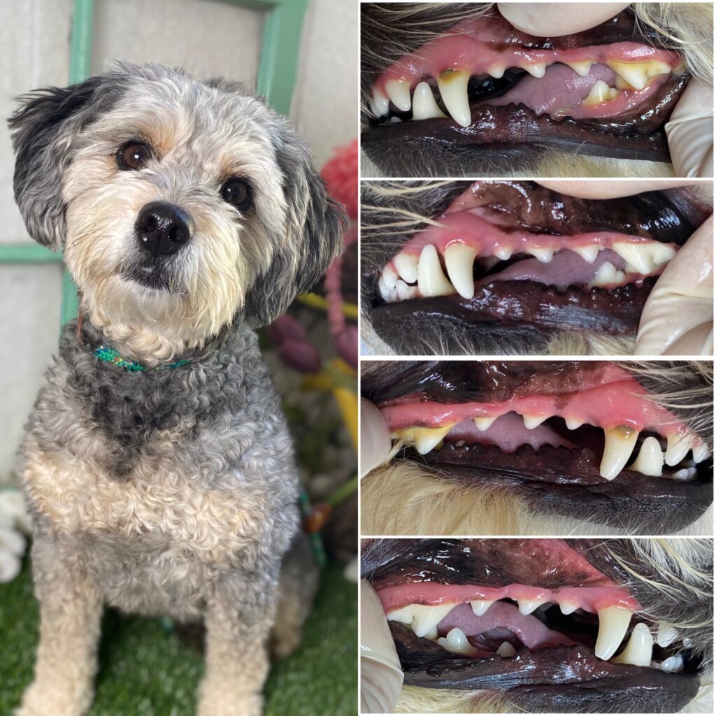Dog with fluffy gray and white fur sitting on green grass, accompanied by before-and-after images of its teeth showing plaque removal and healthy gums, illustrating the anesthesia-free pet dental cleaning process.
