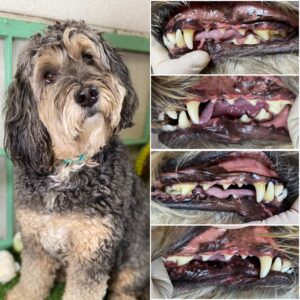 Dog with a fluffy coat and expressive eyes, alongside images of its teeth before and after all-natural teeth cleaning service, highlighting the transformation and health benefits of Pearly Whites for Pets in Beaconsfield Village.