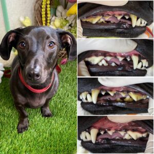 Dog with healthy teeth and gums, showcasing before and after images of professional teeth cleaning, emphasizing all-natural dental care at Pearly Whites for Pets in Toronto's Entertainment District.