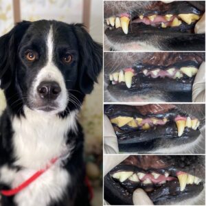 Dog with a black and white coat, showing before-and-after images of teeth cleaning, highlighting dental health improvements from Pearly Whites for Pets' all-natural teeth cleaning service in Queen West.
