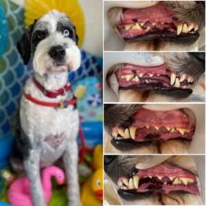 Dog sitting in a colorful setting with pool toys, showcasing before-and-after images of teeth cleaning, highlighting healthy pet dental care and all-natural treatment approach by Pearly Whites for Pets in Downtown Toronto.