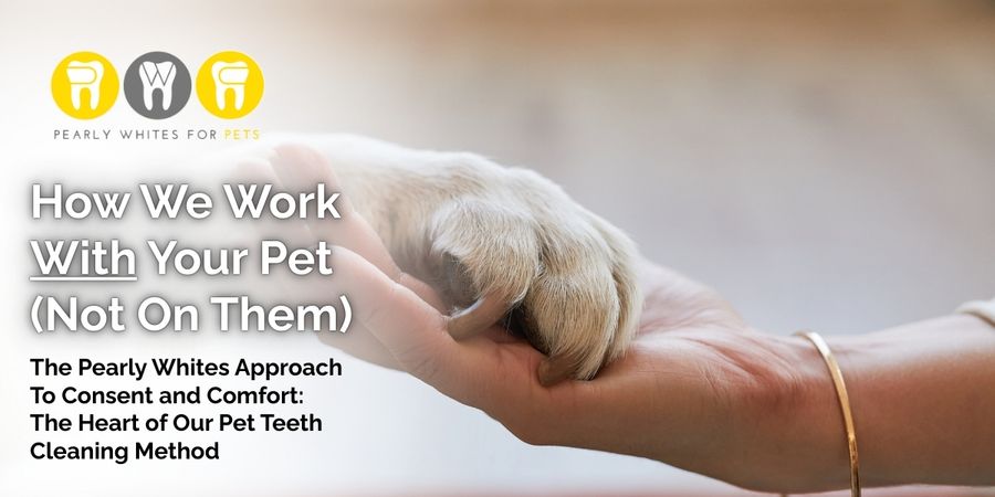 Paw resting in a hand, symbolizing the Pearly Whites for Pets approach to gentle, consent-based pet dental care.