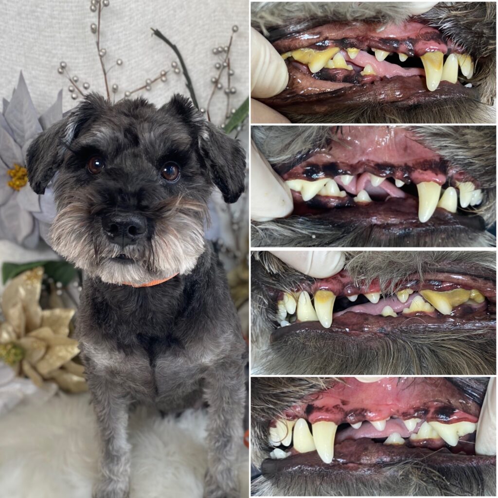Dog with a gray coat and expressive eyes, showcasing before-and-after images of its teeth, highlighting visible plaque and tartar buildup, emphasizing the importance of cosmetic teeth cleaning for pets.