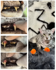Close-up images of pet dental health, showcasing dog and cat teeth, highlighting plaque removal and oral care techniques, with a relaxed tabby cat in a cozy setting, emphasizing all-natural teeth cleaning services in King West Village.