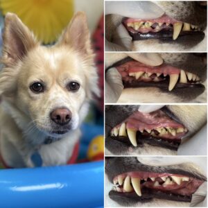 Dog with clean teeth and healthy gums, showcasing before-and-after results of all-natural teeth cleaning at Pearly Whites for Pets in Bathurst Quay.