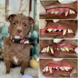 Dog with brown fur and collar, before and after images of teeth cleaning showing improved dental health and bright teeth, highlighting Pearly Whites for Pets' all-natural pet dental care services in Toronto's Fashion District.