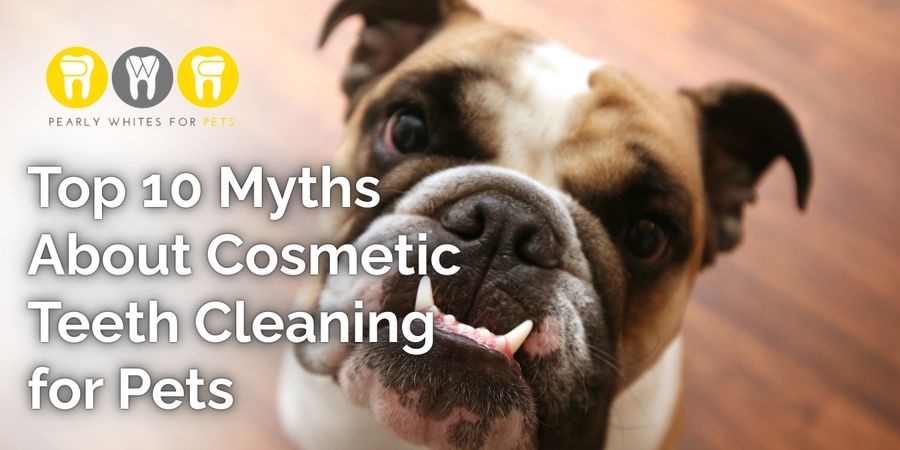 Top 10 Myths About Cosmetic Teeth Cleaning for Pets