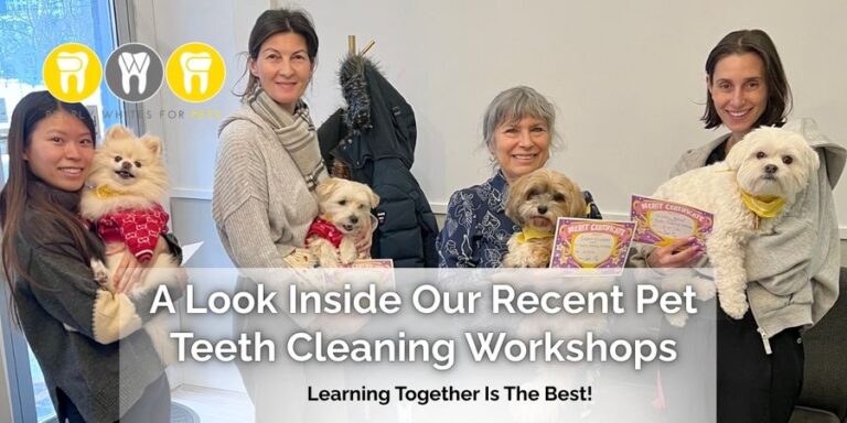 A Look Inside Our Recent Pet Teeth Cleaning Workshops