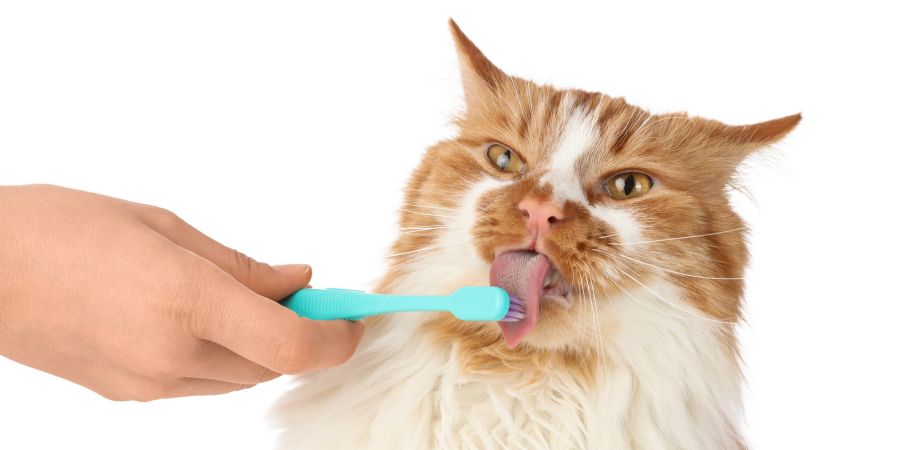 home dental care guide for pets - cat licking a pet toothbrush