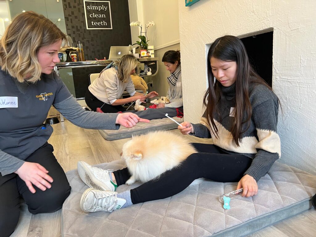 pet teeth cleaning workshop - how to introduce tools the right way